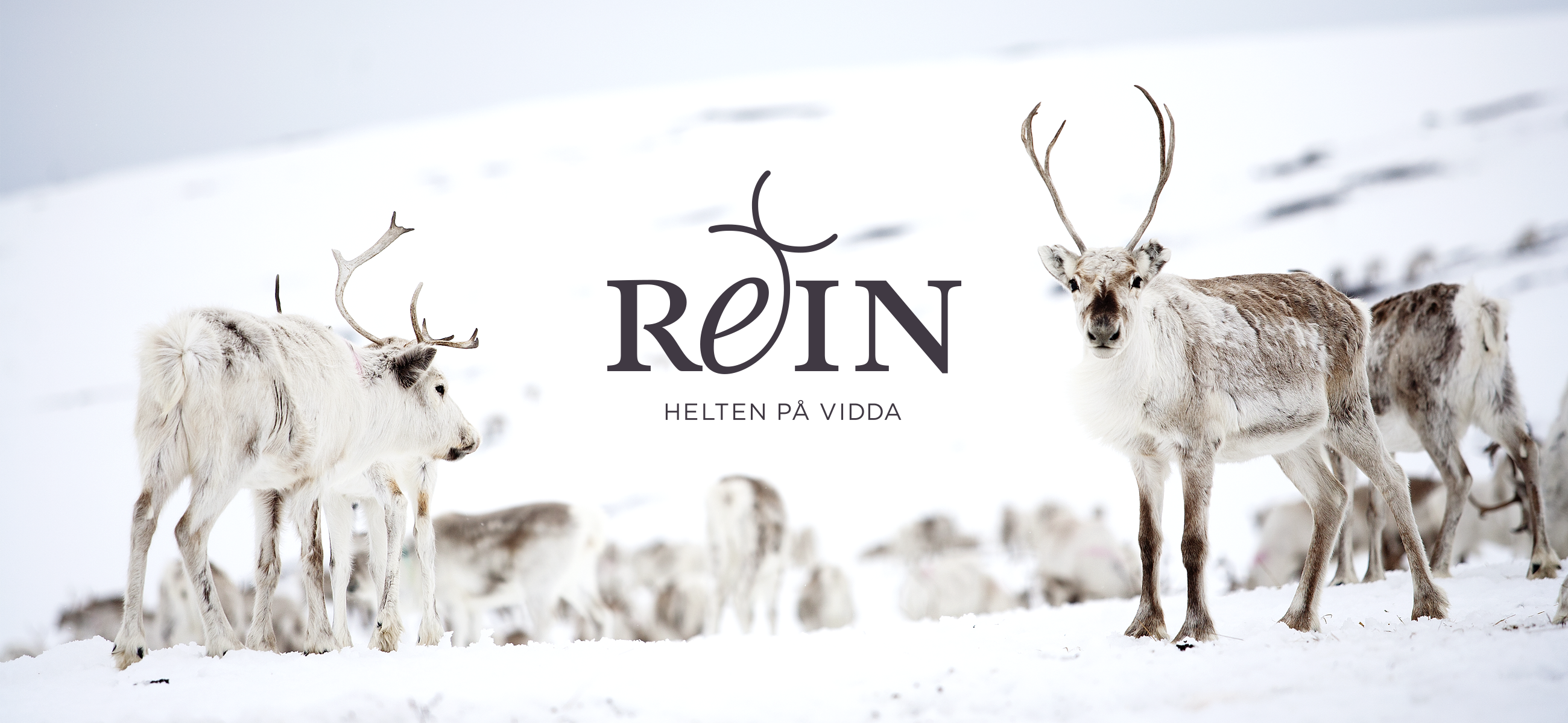 REIN logo og foto av reinsdyrflokk. Reindeer herd. Visuell identitet Visual identity.