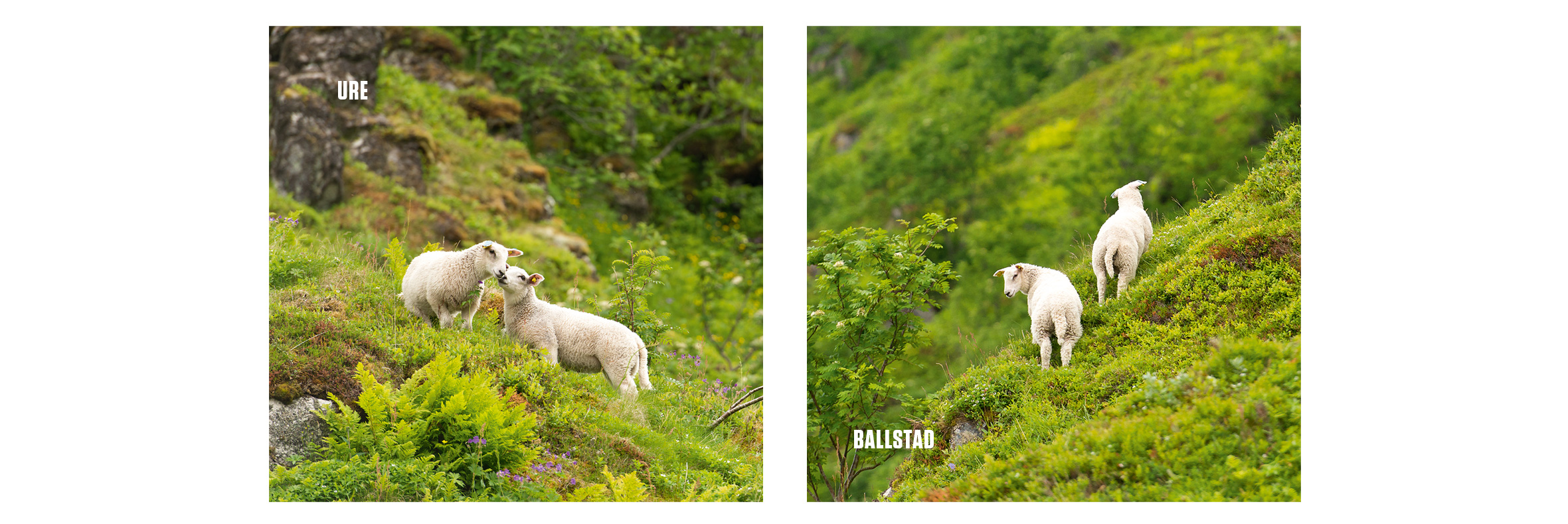 Lofotlam Lam i en grønn ås. Lambs in a green hill.
